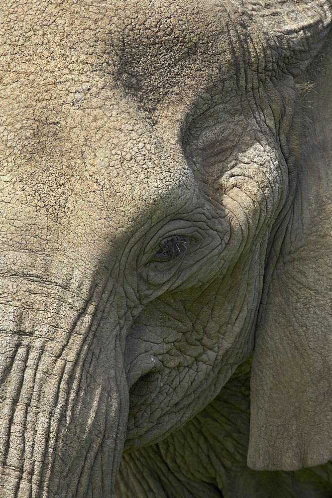 Close-up of face of an African elephant (Loxodonta africana), Serengeti National Park, Tanzania, East Africa, Africa