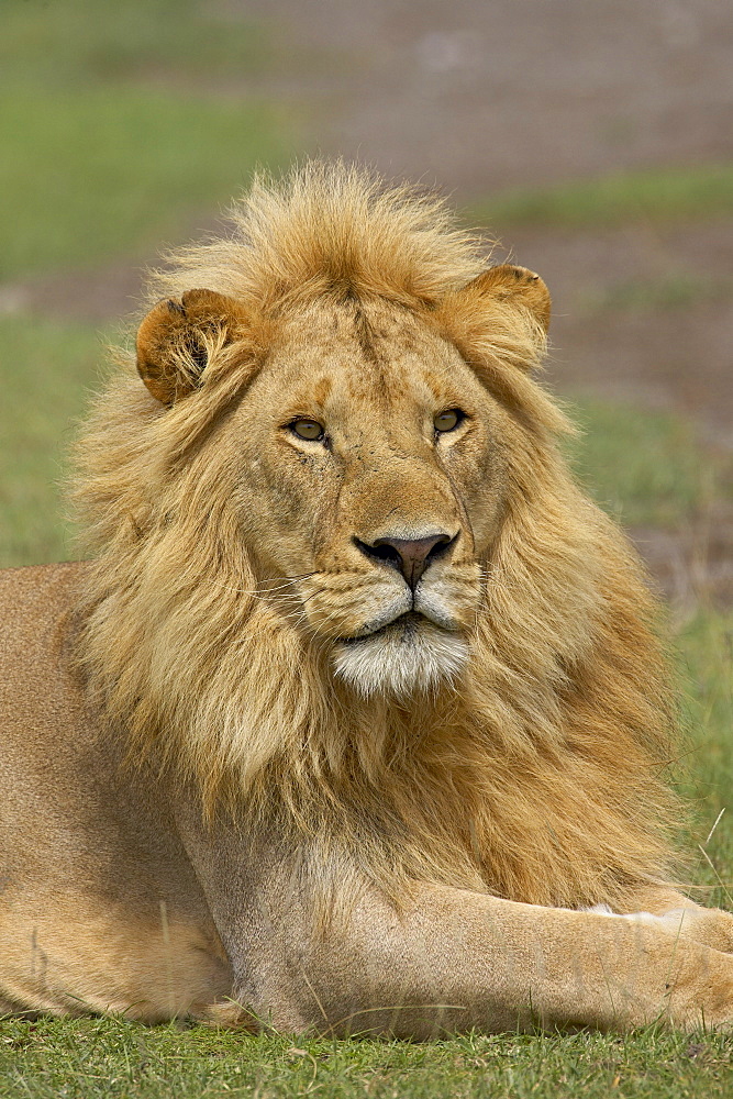 Lion (Panthera leo), Serengeti National Park, Tanzania, East Africa, Africa