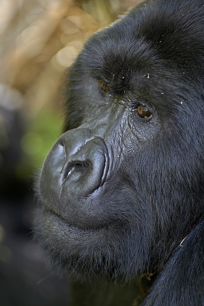 Silverback mountain gorilla (Gorilla gorilla beringei), Group 13, Volcanoes National Park, Rwanda, Africa