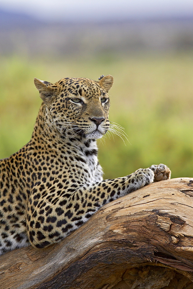 Leopard (Panthera pardus), Samburu National Reserve, Kenya, East Africa, Africa