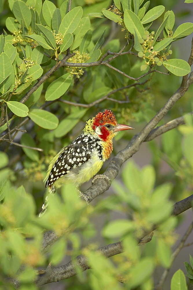 Male red-and-yellow barbet (Trachyphonus erythrocephalus), Samburu National Reserve, Kenya, East Africa, Africa