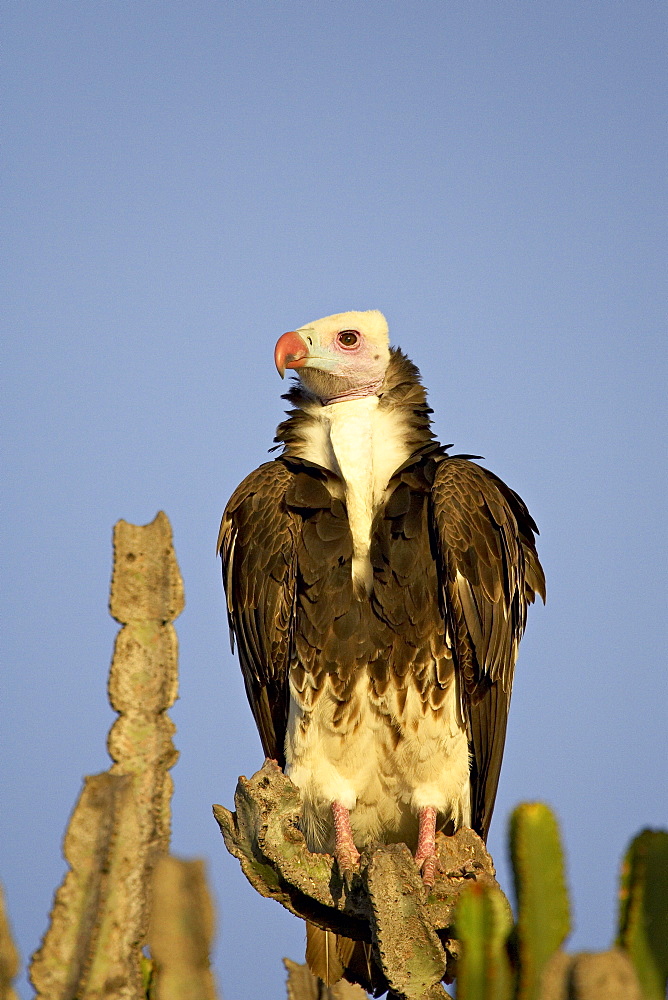 White-headed vulture (Trigonoceps occipitalis), Masai Mara National Reserve, Kenya, East Africa, Africa