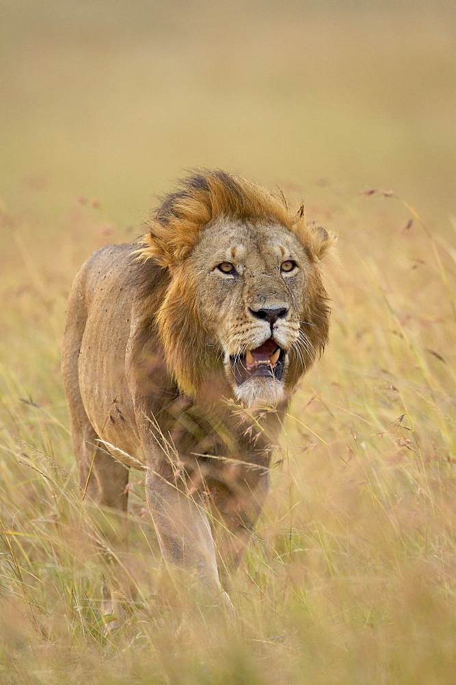 Lion (Panthera leo), Masai Mara National Reserve, Kenya, East Africa, Africa