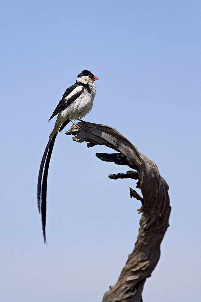 Male pin-tailed whydah (Vidua macroura), Pilanesberg National Park, South Africa, Africa