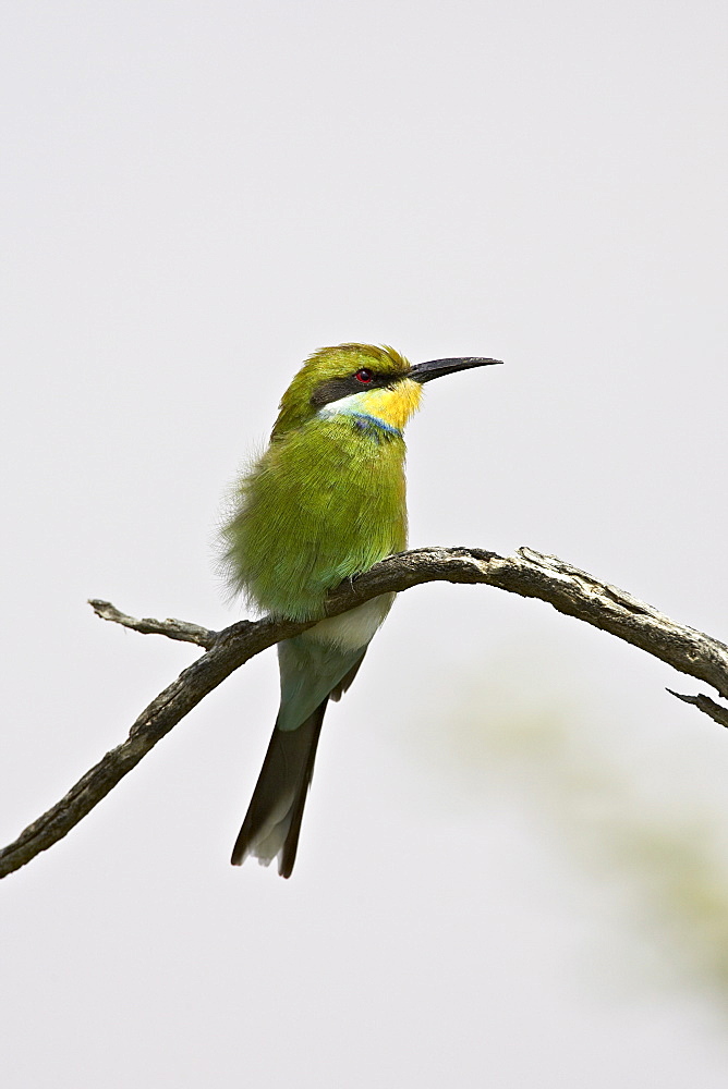 Swallow-tailed bee-eater (Merops hirundineus), Kgalagadi Transfrontier Park, encompasing the former Kalahari Gemsbok National Park, South Africa, Africa