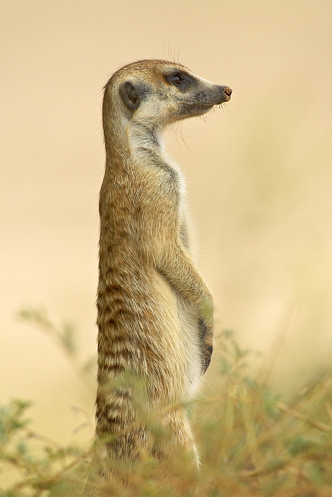 Meerkat (suricate) (Suricata suricatta), Kgalagadi Transfrontier Park, encompasing the former Kalahari Gemsbok National Park, South Africa, Africa