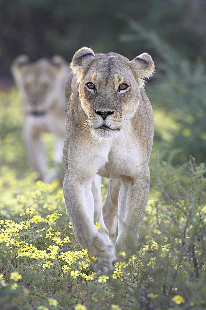 Lioness (Panthera leo) walking through yellow wildflowers, Kgalagadi Transfrontier Park, encompasing the former Kalahari Gemsbok National Park, South Africa, Africa