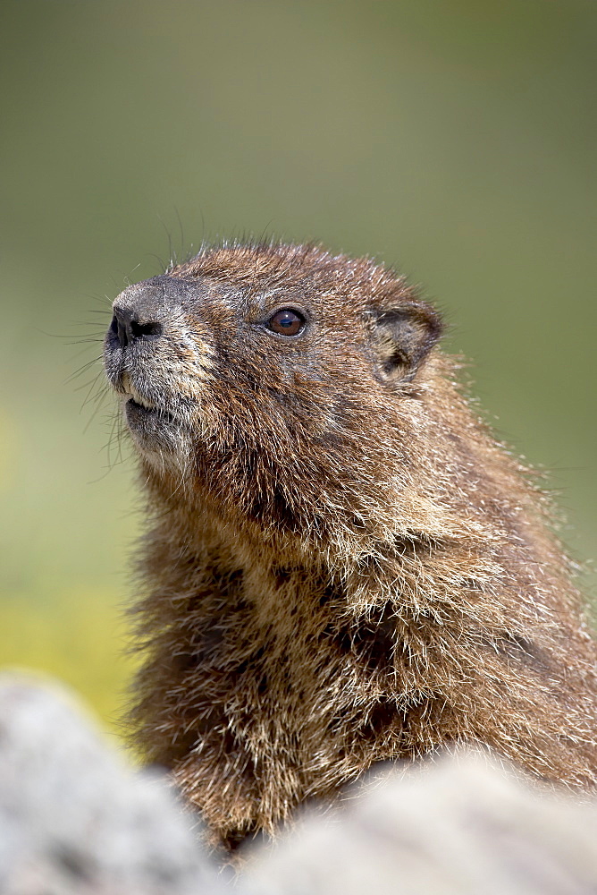 Yellowbelly marmot (Marmota flaviventris) near Cinnamon Pass, Uncompahgre National Forest, Colorado, United States of America, North America