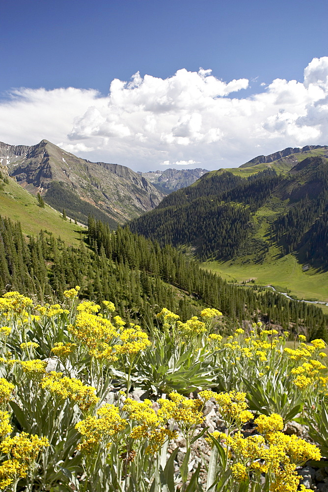 Wildflowers and mountains near Cinnamon Pass, Uncompahgre National Forest, Colorado, United States of America, North America