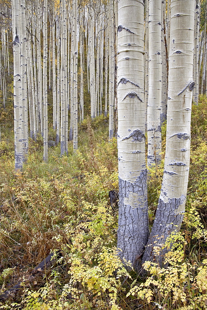 Aspen grove in early fall, White River National Forest, Colorado, United States of America, North America