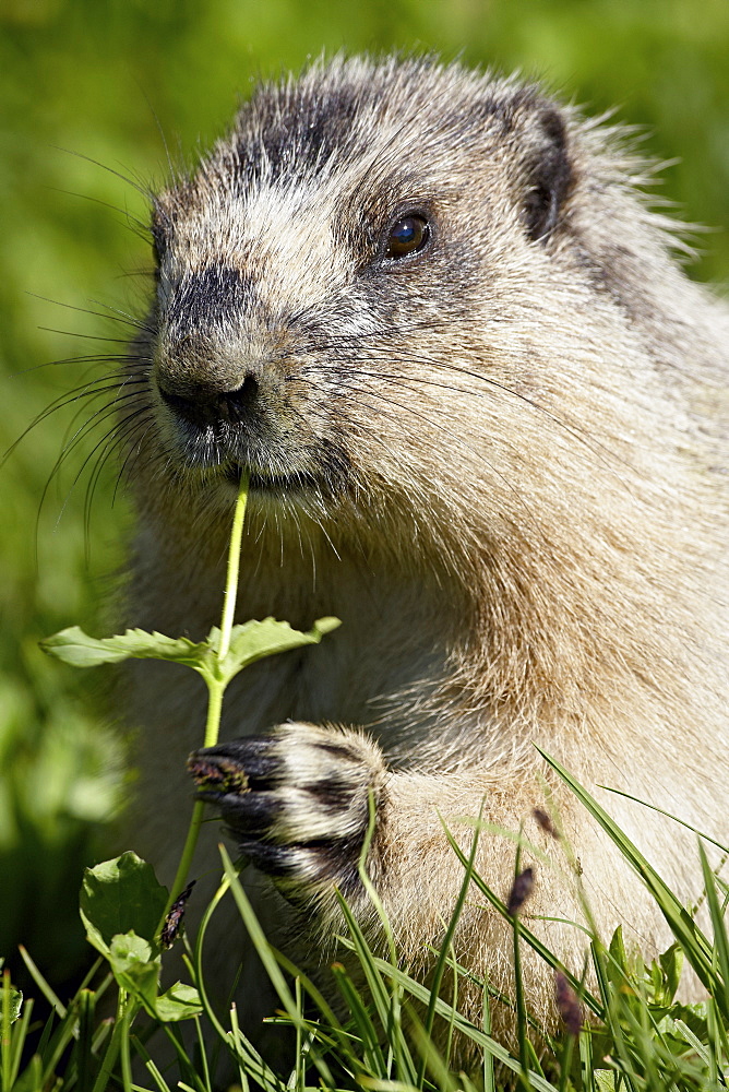 Hoary marmot (Marmota caligata), Glacier National Park, Montana, United States of America, North America