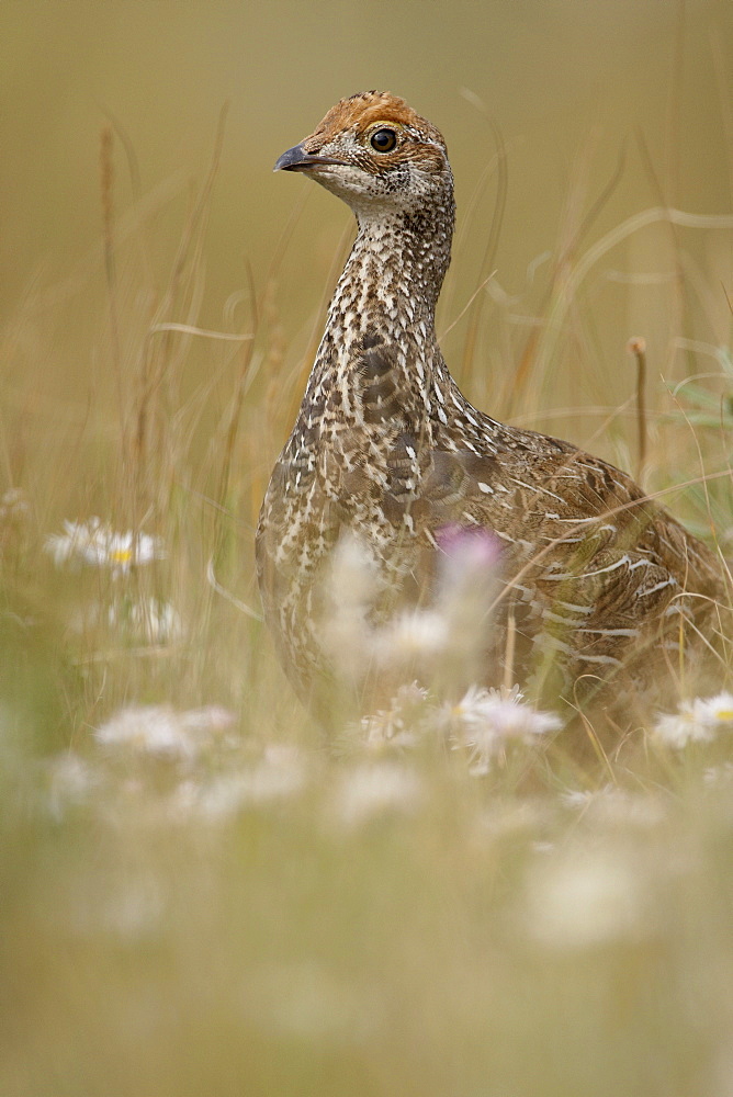 Immature blue grouse (Dendragapus obscurus), Waterton Lakes National Park, Alberta, Canada, North America