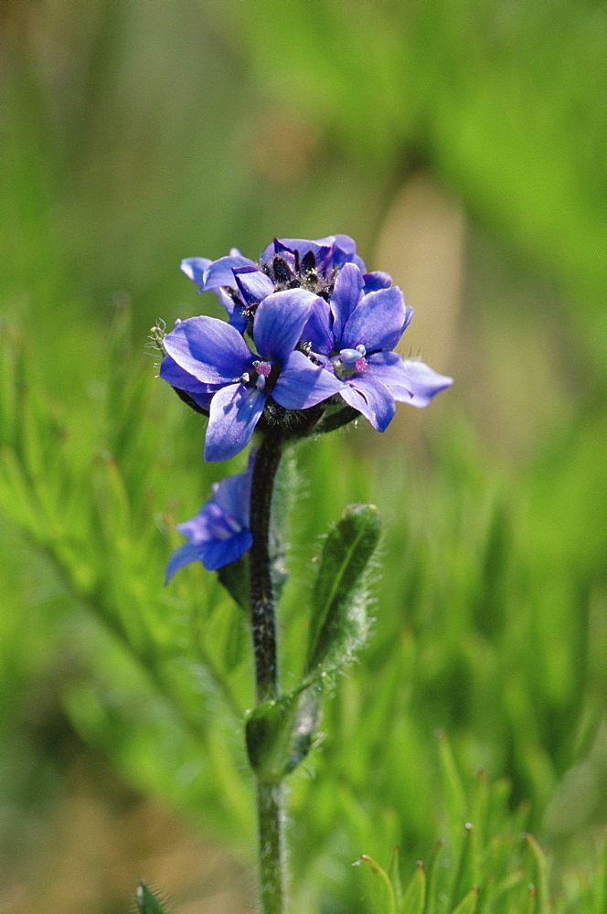 Alpine veronica (Veronica warmskjoldii), Banff National Park, Alberta, Canada, North America