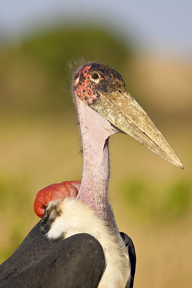 Marabou stork (Leptoptilos crumeniferus), Masai Mara National Reserve, Kenya, East Africa, Africa