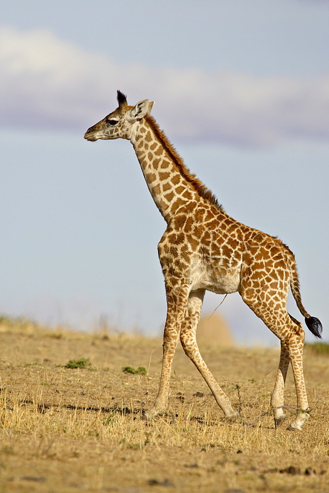 Masai giraffe (Giraffa camelopardalis tippelskirchi) calf with its umbilical cord still attached, Masai Mara National Reserve, Kenya, East Africa, Africa