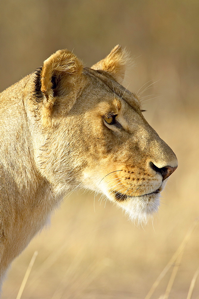 Lioness (Panthera leo), Masai Mara National Reserve, Kenya, East Africa, Africa