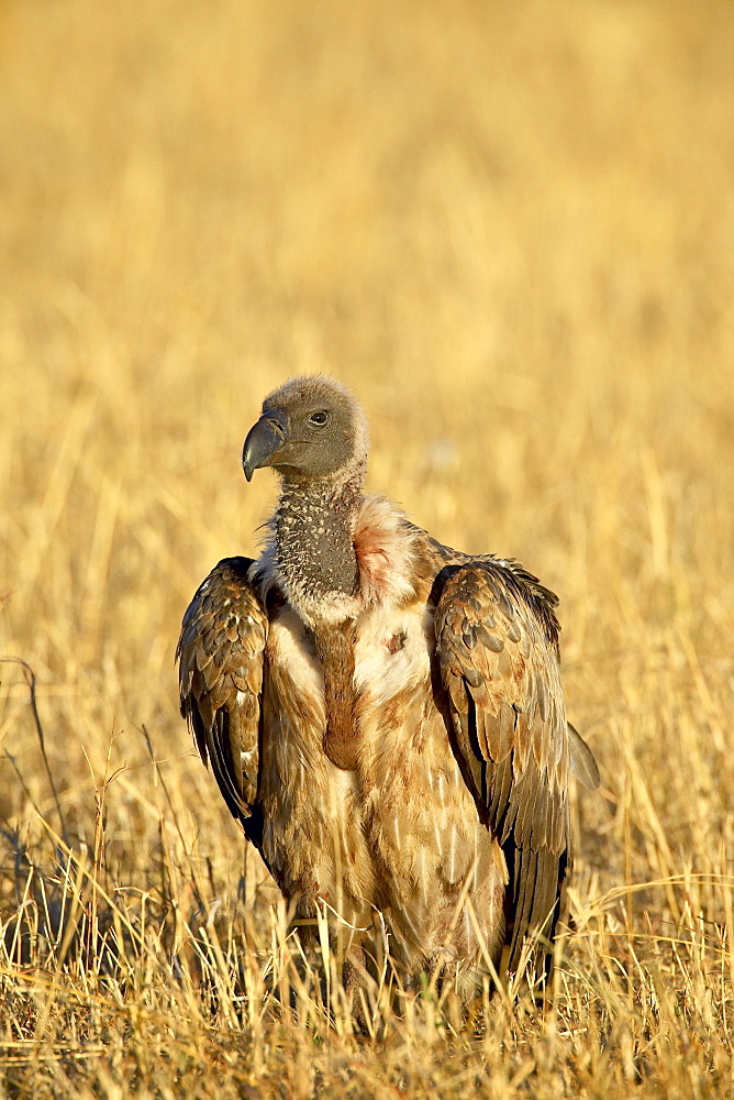 African white-backed vulture (Gyps africanus), Masai Mara National Reserve, Kenya, East Africa, Africa