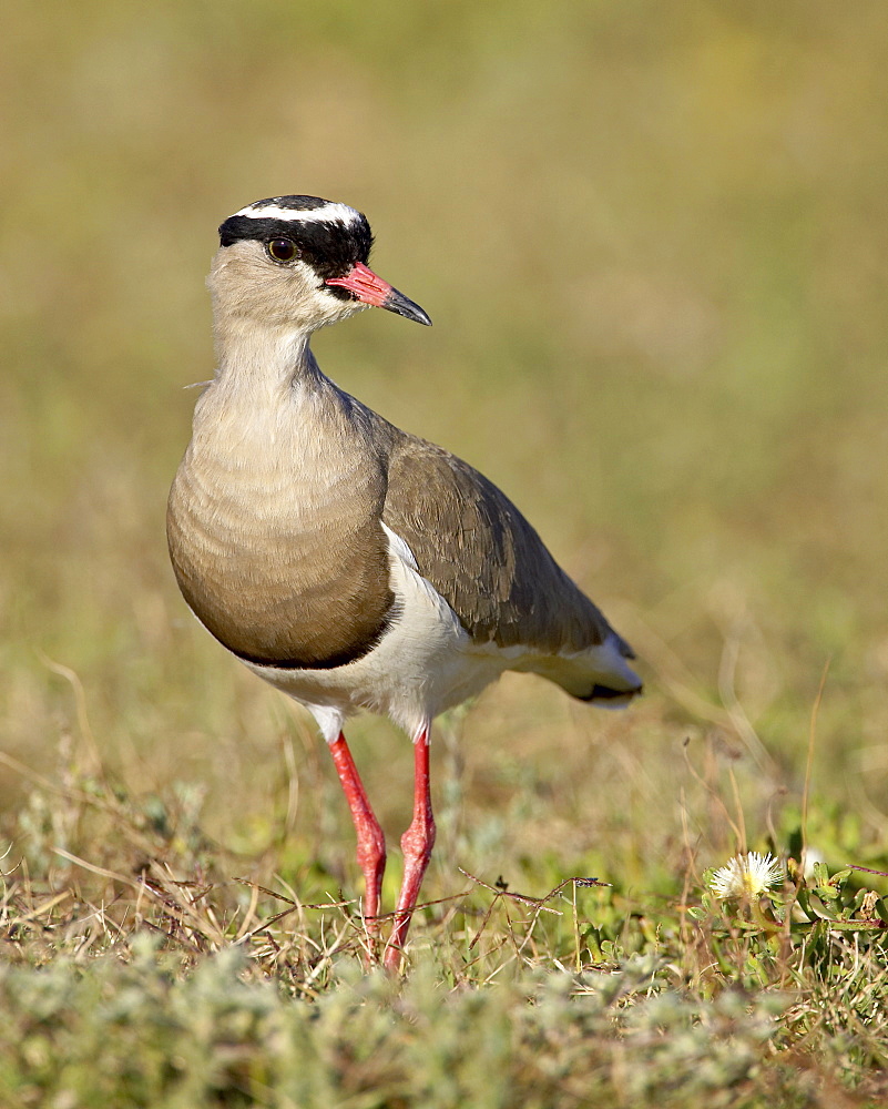 Crowned plover (crowned lapwing) (Vanellus coronatus), Addo Elephant National Park, South Africa, Africa