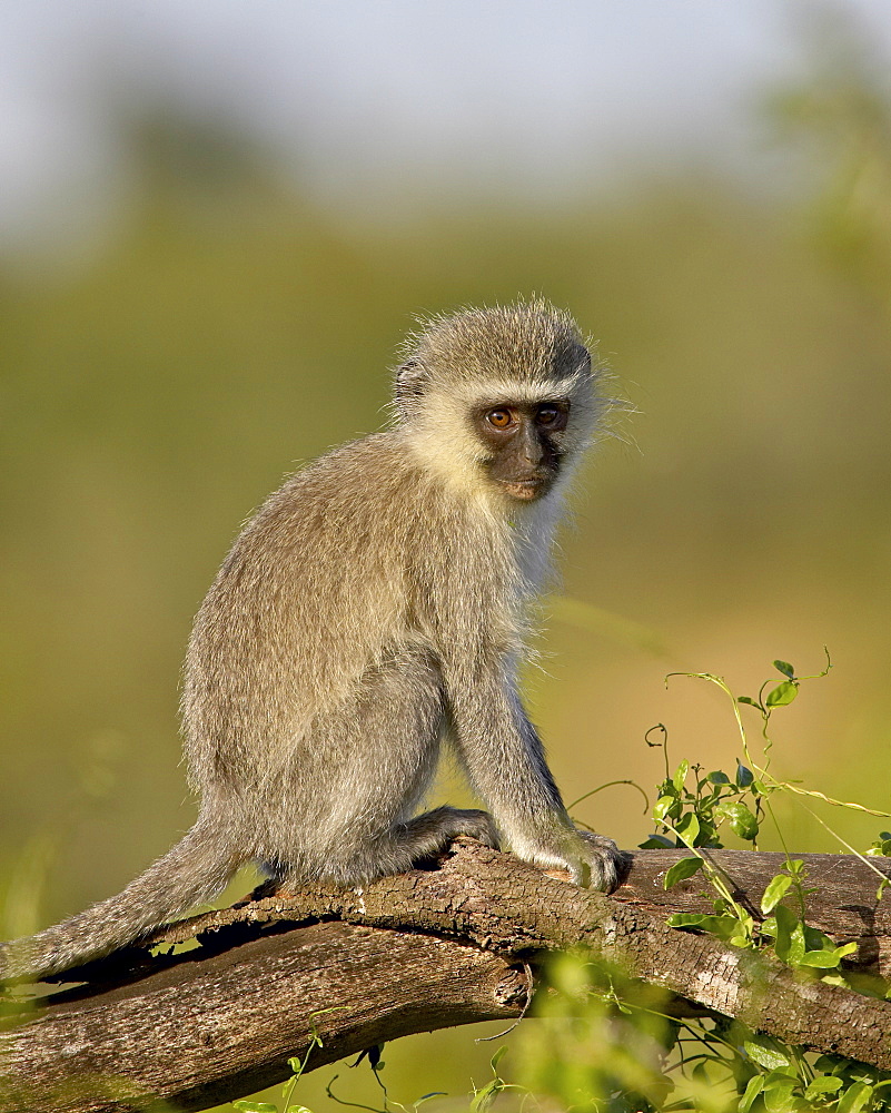 Vervet monkey (Chlorocebus aethiops), Addo Elephant National Park, South Africa, Africa