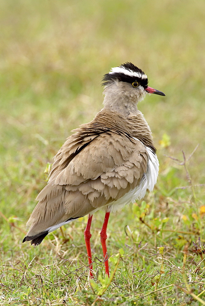 Crowned plover (crowned lapwing) (Vanellus coronatus), Addo Elephant National Park, South Africa, Africa