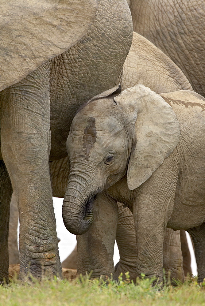 Young African elephant (Loxodonta africana), Addo Elephant National Park, South Africa, Africa