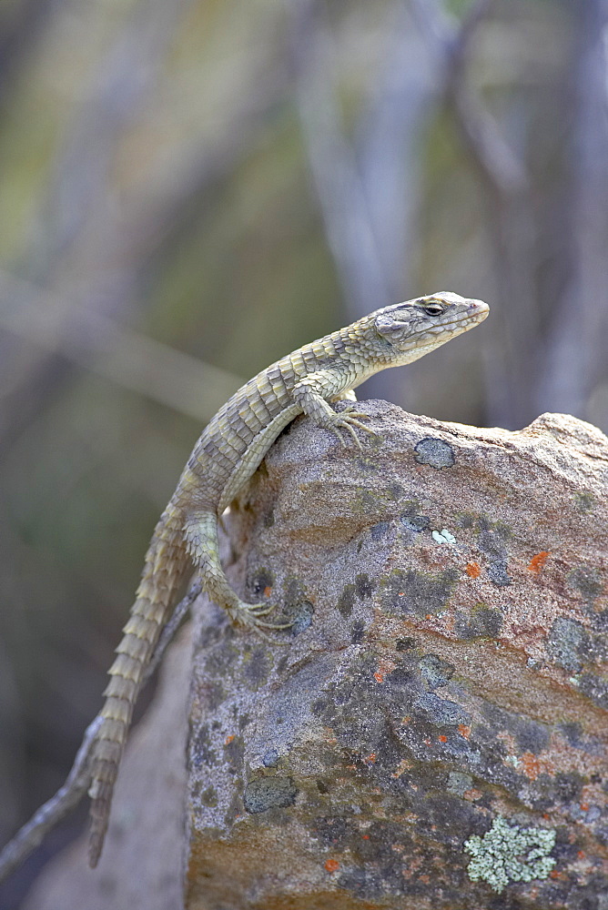 Karoo girdled lizard (Cordylus polyzonus), Mountain Zebra National Park, South Africa, Africa