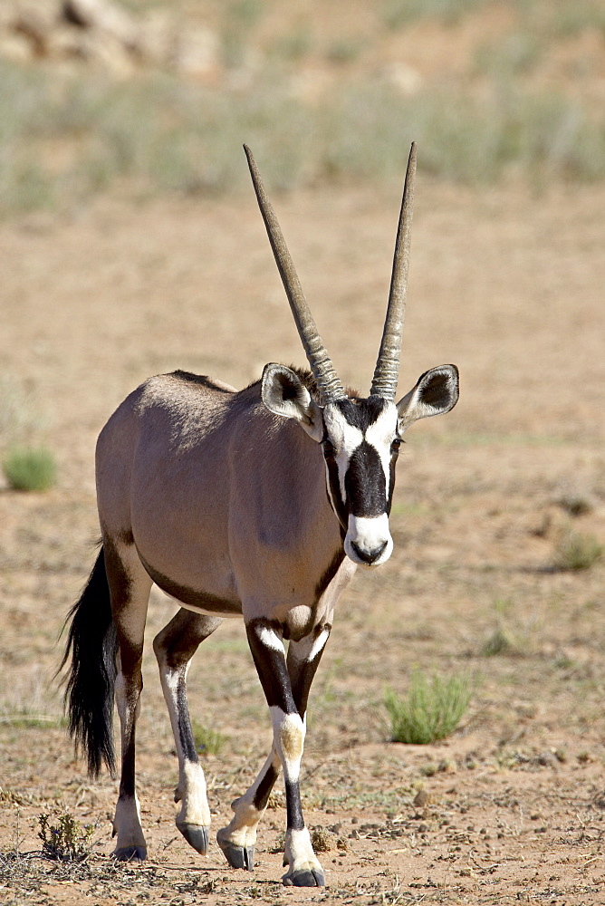 Gemsbok or South African oryx (Oryx gazella), Kgalagadi Transfrontier Park, encompasing the former Kalahari Gemsbok National Park, South Africa, Africa