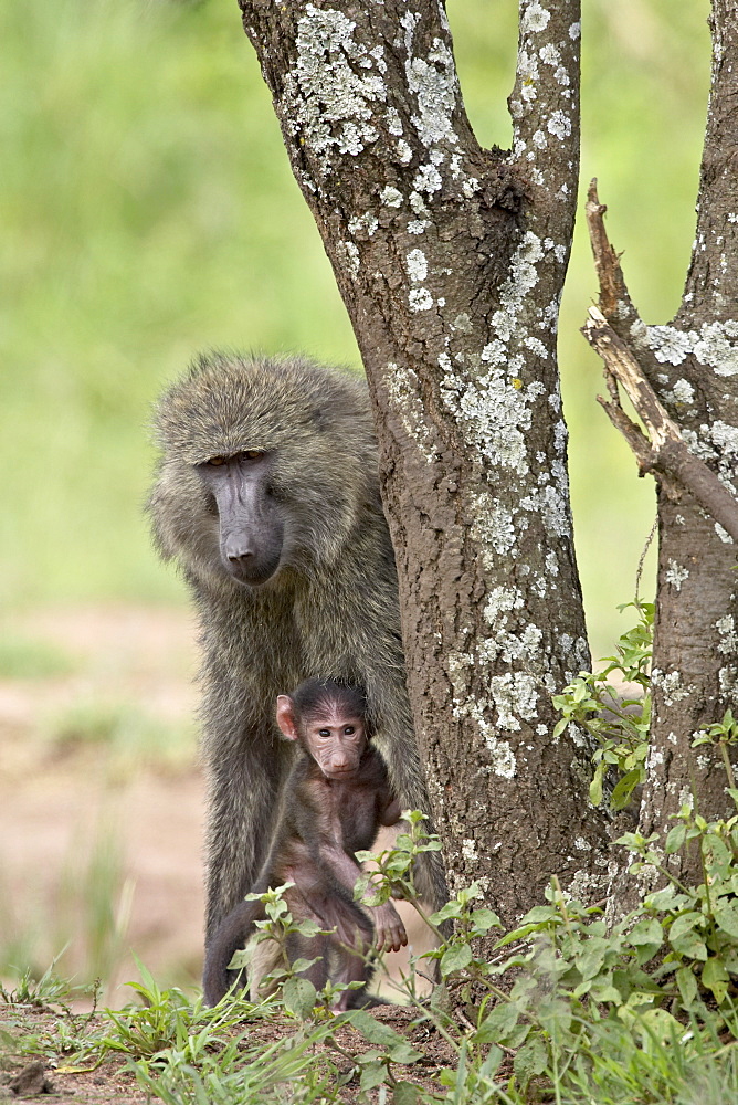 Olive baboon (Papio cynocephalus anubis) mother and infant, Serengeti National Park, Tanzania, East Africa, Africa