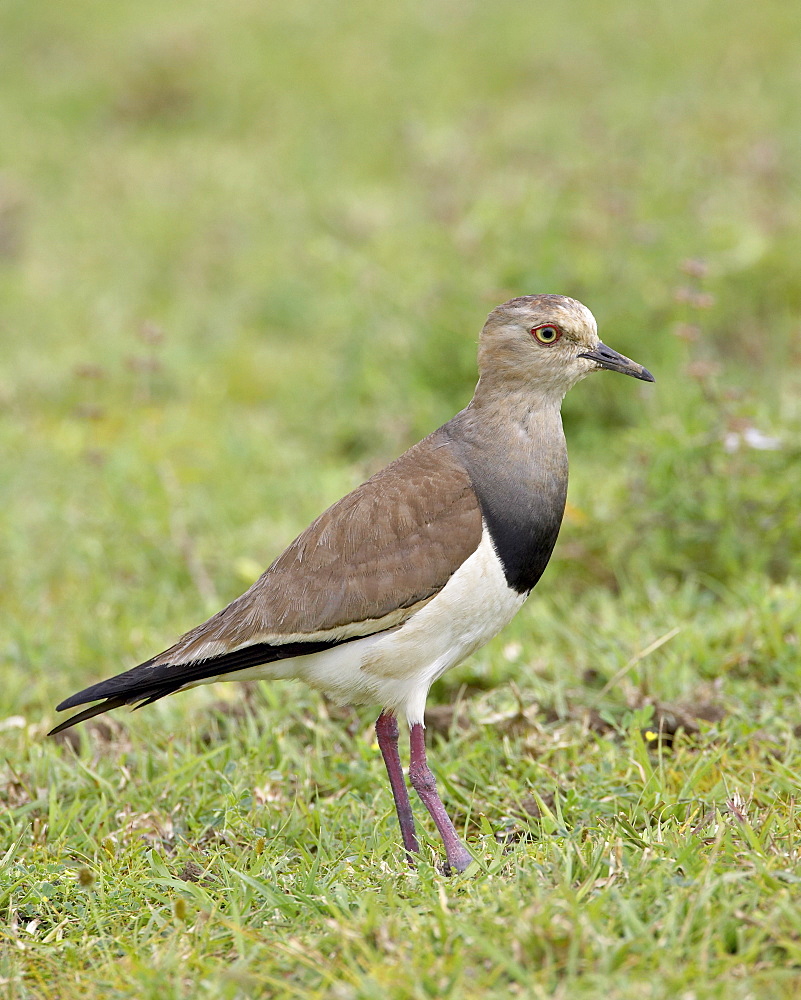 Black-winged plover (black-winged lapwing) (Vanellus melanopterus), Serengeti National Park, Tanzania, East Africa, Africa