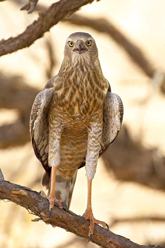 Juvenile pale chanting goshawk (Melierax canorus), Kgalagadi Transfrontier Park, encompassing the former Kalahari Gemsbok National Park, South Africa, Africa