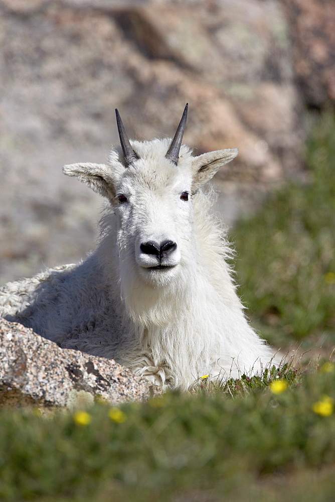 Mountain goat (Oreamnos americanus), Mount Evans, Colorado, United States of America, North America