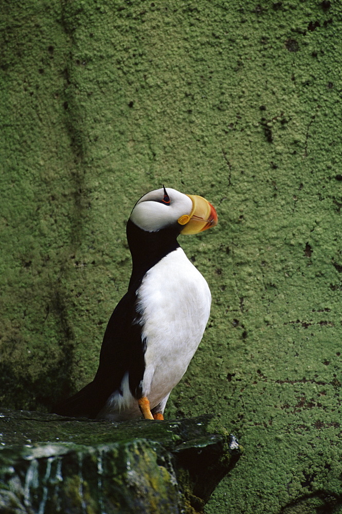 Horned puffin (Fratercula corniculata), St. George Island, Pribilof Islands, Alaska, United States of America, North America