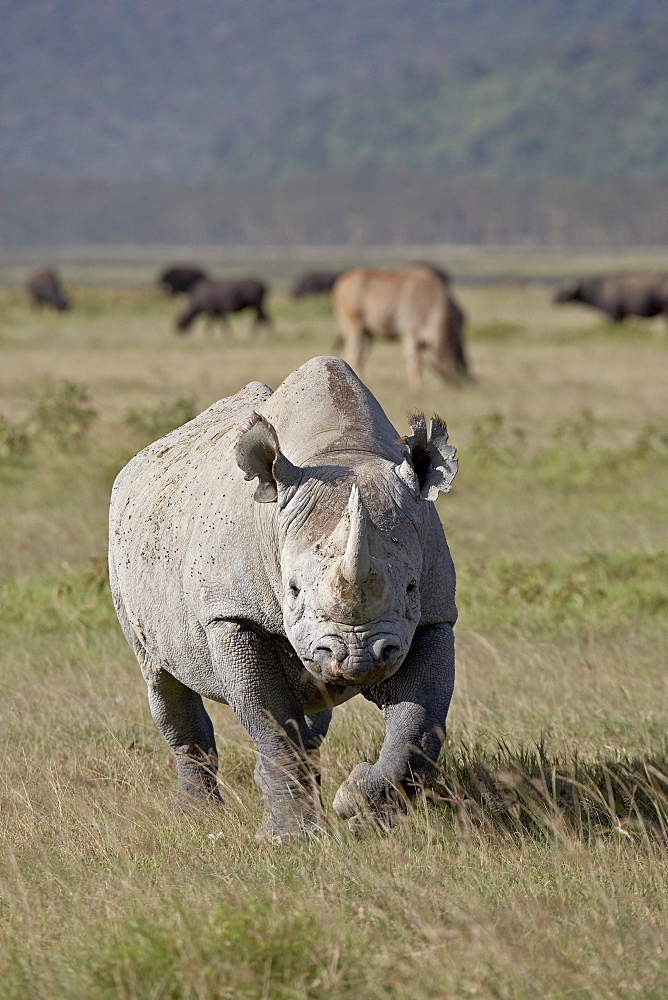 Black rhinoceros (hook-lipped rhinoceros) (Diceros bicornis), Lake Nakuru National Park, Kenya, East Africa, Africa