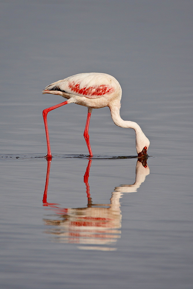 Lesser flamingo (Phoeniconaias minor), Lake Nakuru National Park, Kenya, East Africa, Africa