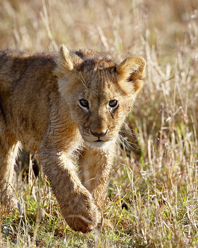 Lion (Panthera leo) cub, Masai Mara National Reserve, Kenya, East Africa, Africa