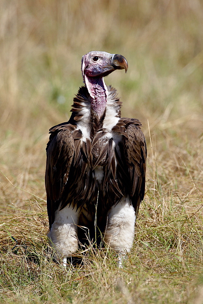 Lappet-faced vulture (Torgos tracheliotus), Masai Mara National Reserve, Kenya, East Africa, Africa