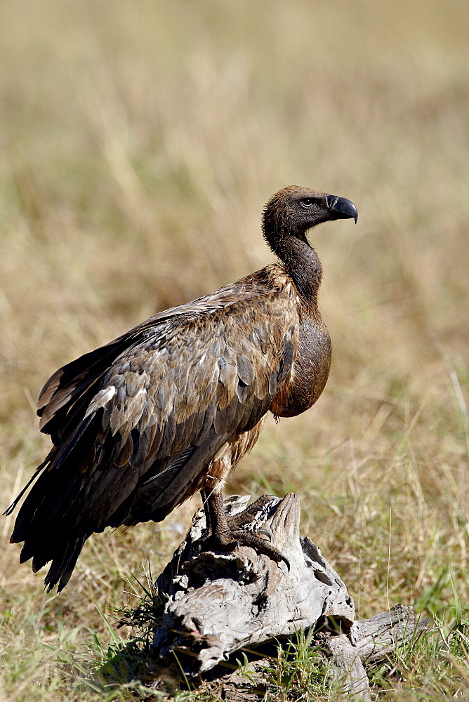 African white-backed vulture (Gyps africanus) with a full crop, Masai Mara National Reserve, Kenya, East Africa, Africa