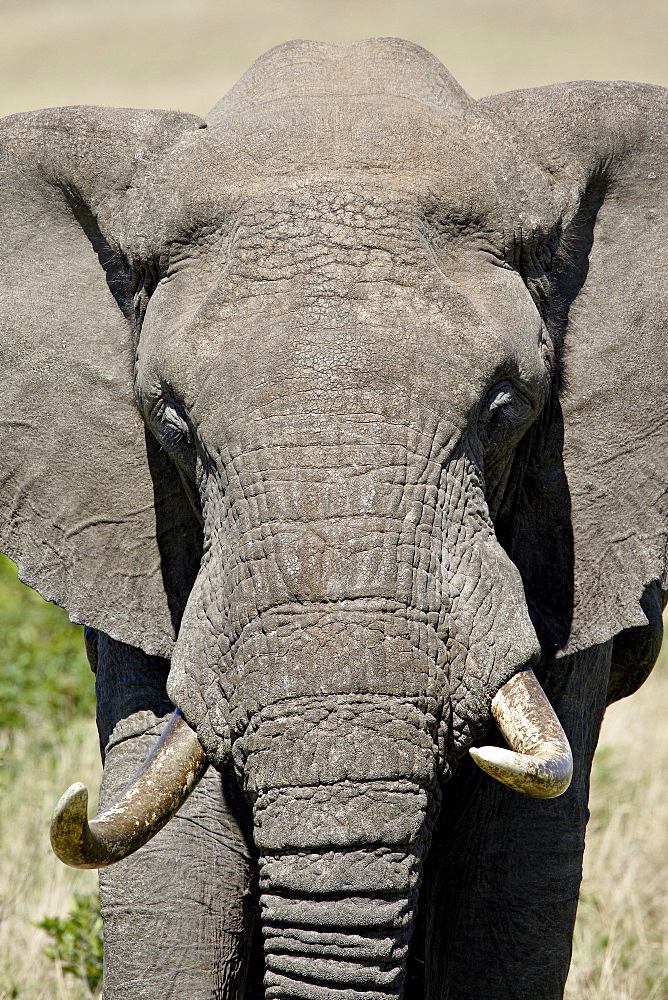 African elephant (Loxodonta africana), Masai Mara National Reserve, Kenya, East Africa, Africa