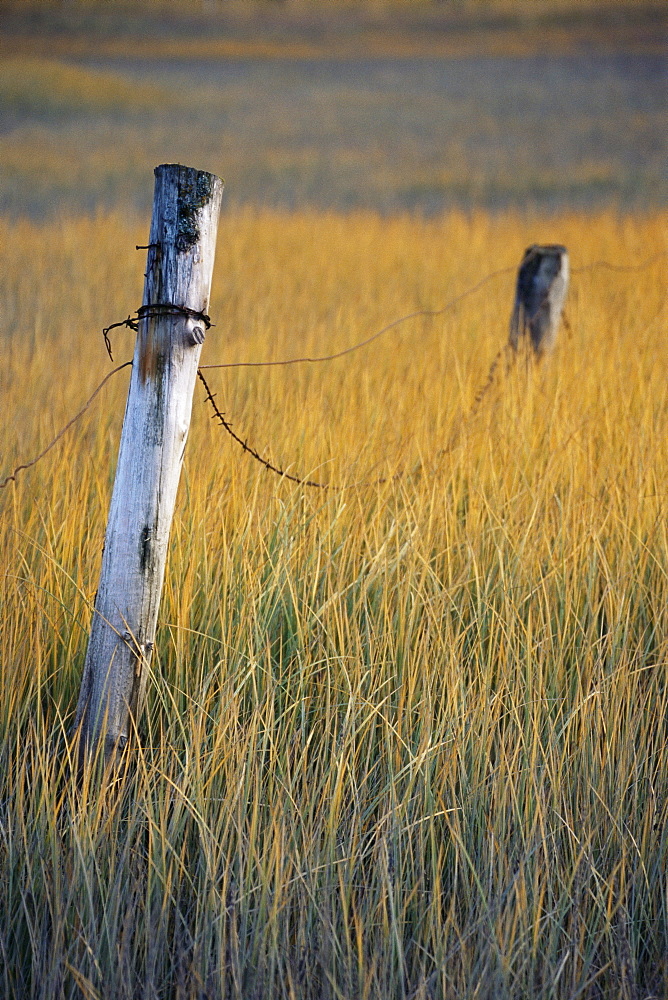 Fence posts in salt grass, Hope, Alaska, United States of America, North America