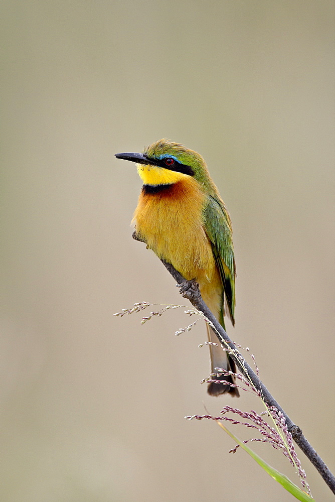 Little Bee-Eater (Merops pusillus), Masai Mara National Reserve, Kenya, East Africa, Africa