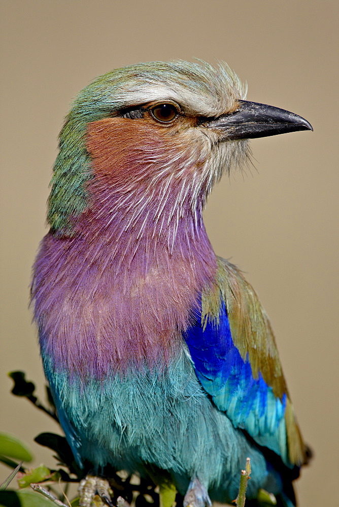 Lilac-Breasted Roller (Coracias caudata), Masai Mara National Reserve, Kenya, East Africa, Africa