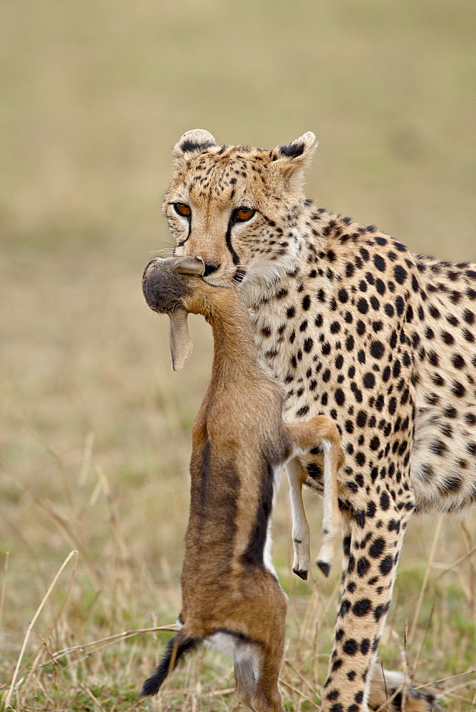 Cheetah (Acinonyx jubatus) with baby Thomsons Gazelle (Gazella thomsonii), Masai Mara National Reserve, Kenya, East Africa, Africa