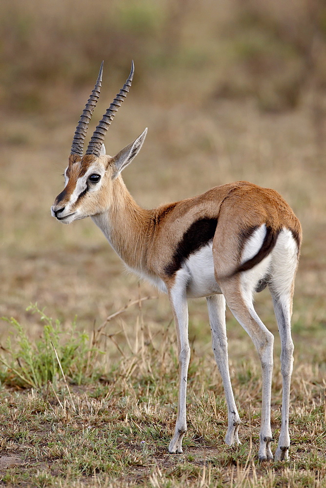 Male Thomsons Gazelle (Gazella thomsonii), Masai Mara National Reserve, Kenya, East Africa, Africa