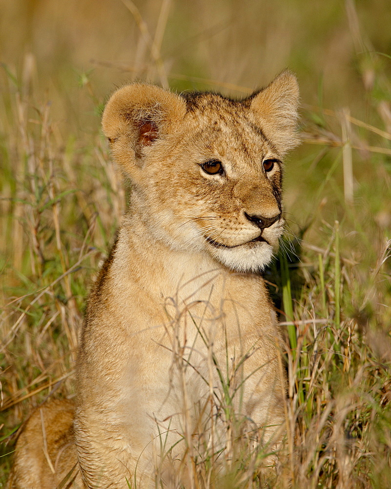 Lion (Panthera leo) cub, Masai Mara National Reserve, Kenya, East Africa, Africa