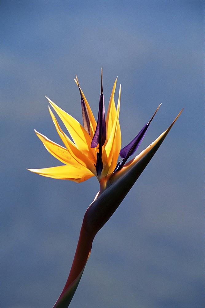 Bird of paradise flower (Strelitzia reginae), Cape Town, South Africa, Africa