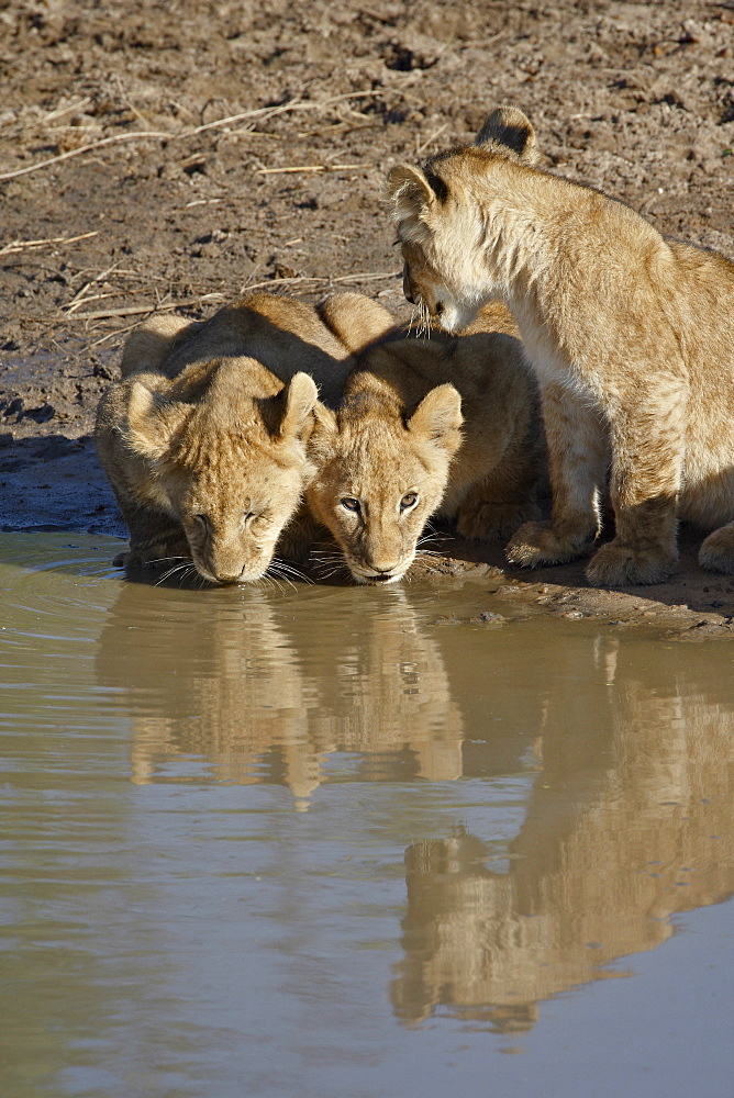 Three Lion (Panthera leo) cubs drinking, Masai Mara National Reserve, Kenya, East Africa, Africa