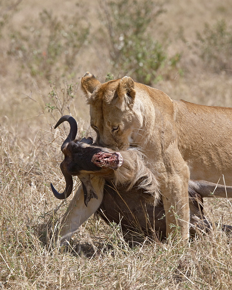 Lioness (Panthera leo) dragging a Blue Wildebeest (Brindled Gnu) (Connochaetes taurinus) carcass, Masai Mara National Reserve, Kenya, East Africa, Africa