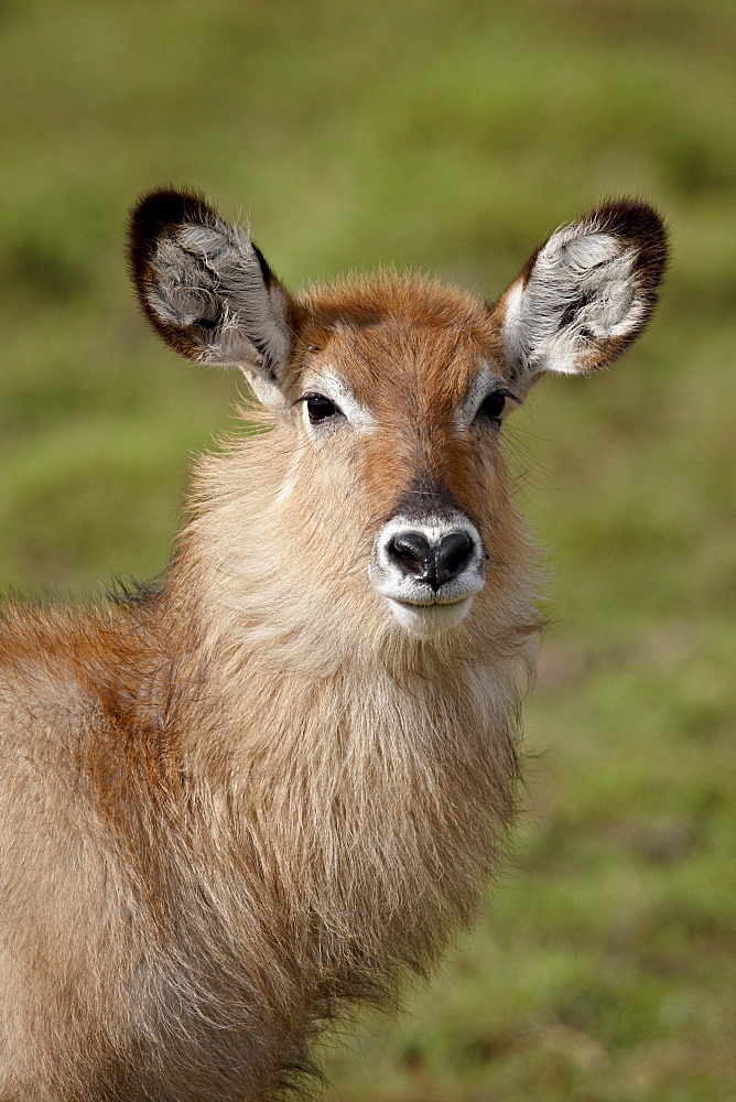 Young Defassa Waterbuck (Kobus ellipsiprymnus defassa), Masai Mara National Reserve, Kenya, East Africa, Africa