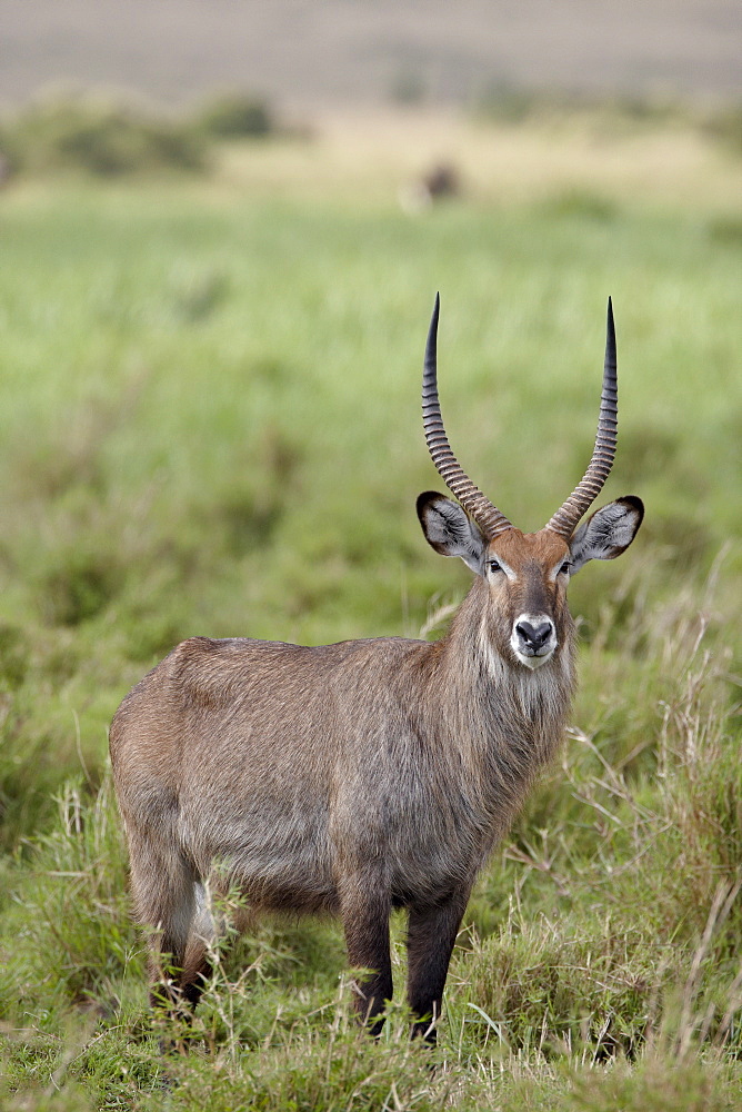 Male Defassa Waterbuck (Kobus ellipsiprymnus defassa), Masai Mara National Reserve, Kenya, East Africa, Africa