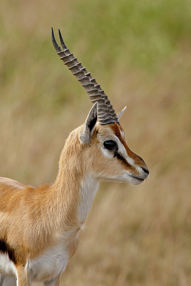 Male Thomsons Gazelle (Gazella thomsonii), Masai Mara National Reserve, Kenya, East Africa, Africa